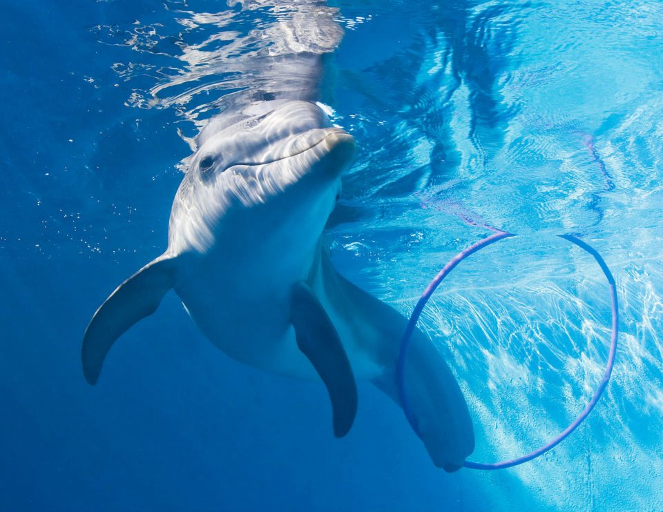 Clearwater Marine Aquarium