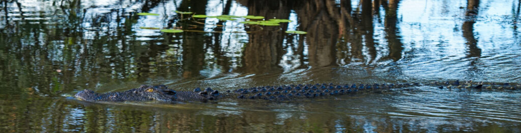 Krokodil, Yellow Waters im Kakadu-Nationalpark, Northern Territory, Australien