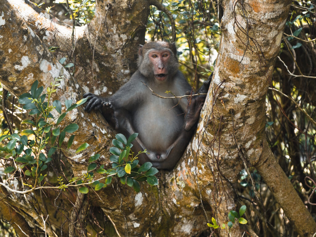 Kenting Nationalpark Taiwan Affe