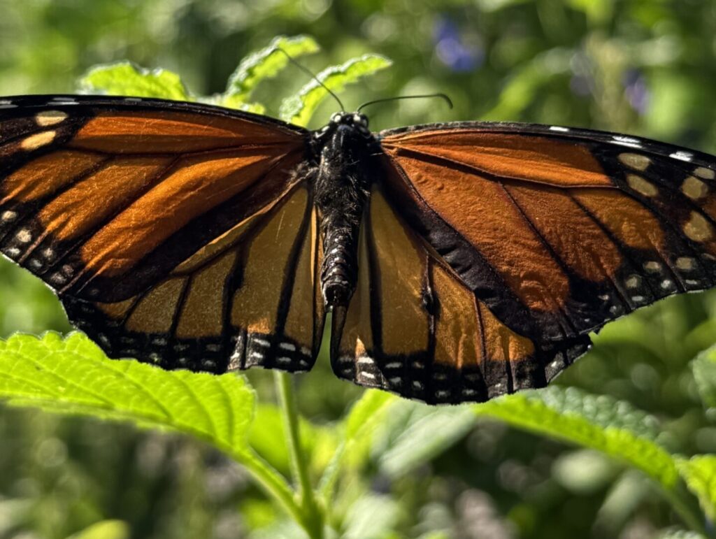 Butterfly Peace River Botanical Gardens
