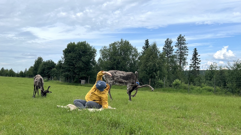 Person macht Yoga auf einer Wiese, während Rentiere in der Nähe grasen, eines scheint die Pose nachzuahmen.