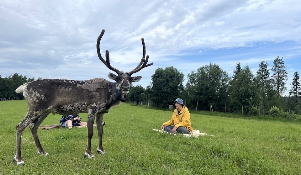 Personen beim Rentier-Yoga auf einer Wiese in Finnland, umgeben von grüner Natur, während ein großes Rentier in der Nähe steht.