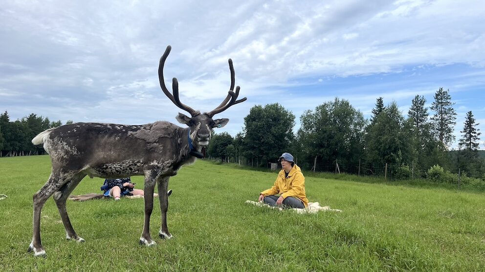Personen beim Rentier-Yoga auf einer Wiese in Finnland, umgeben von grüner Natur, während ein großes Rentier in der Nähe steht.