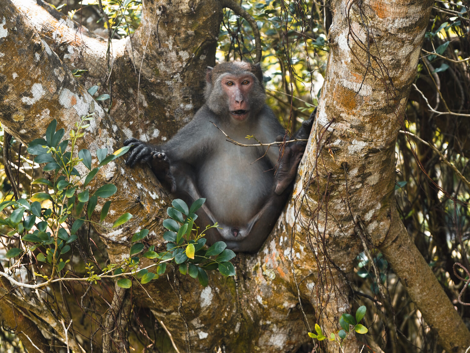 Kenting Nationalpark Taiwan Affe