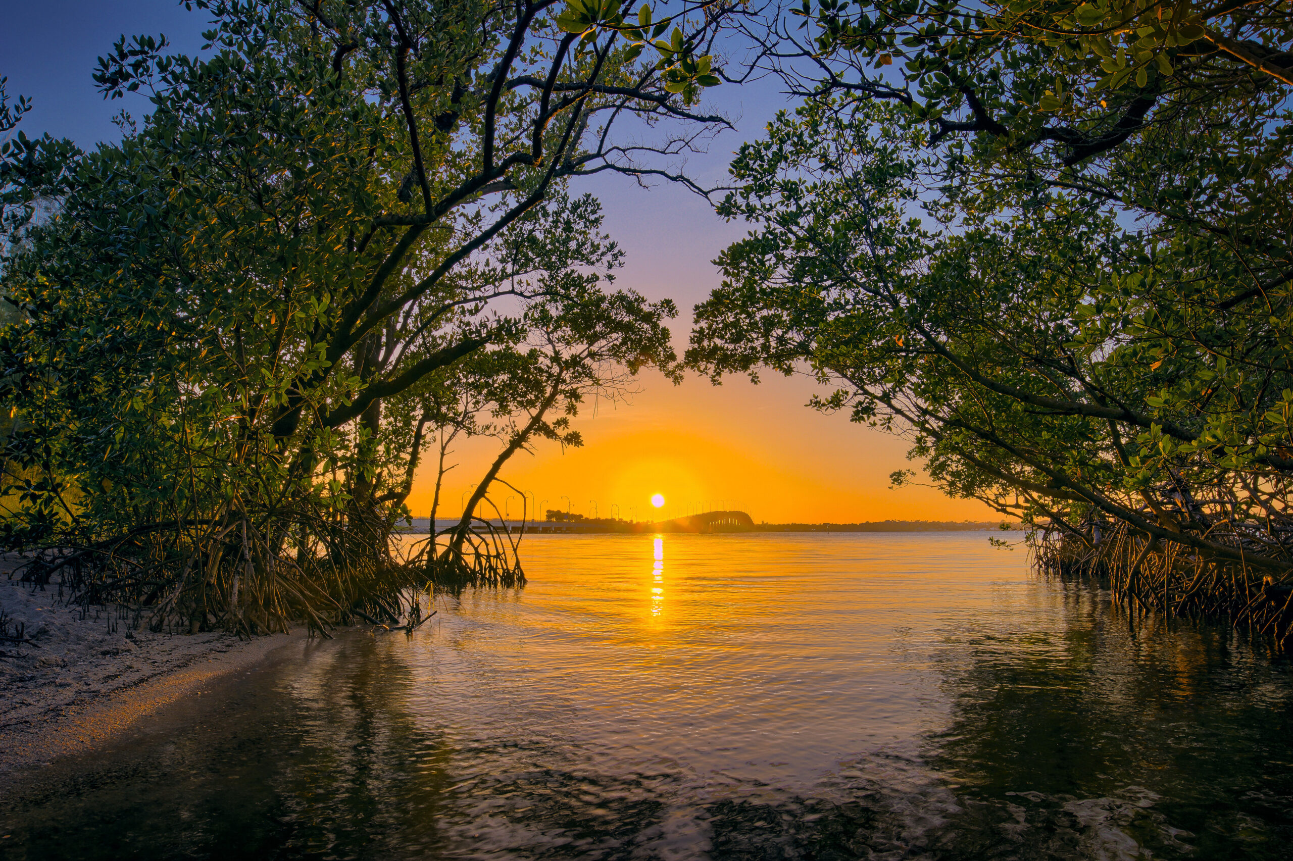 Indian River Lagoon Mangrove Jensen Beach Florida USA