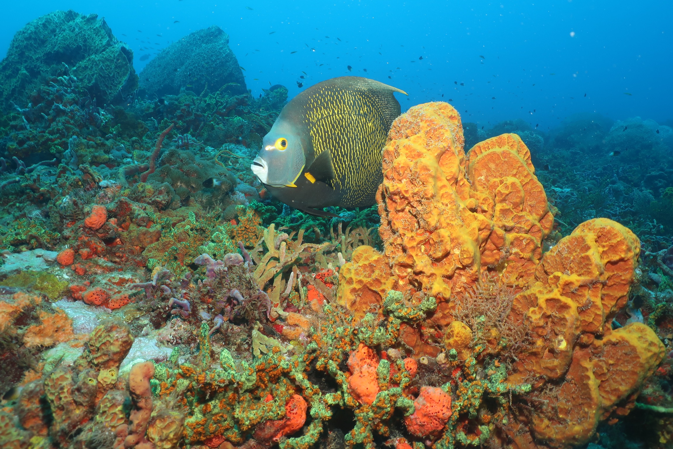 French Angelfish Sponge Tobago