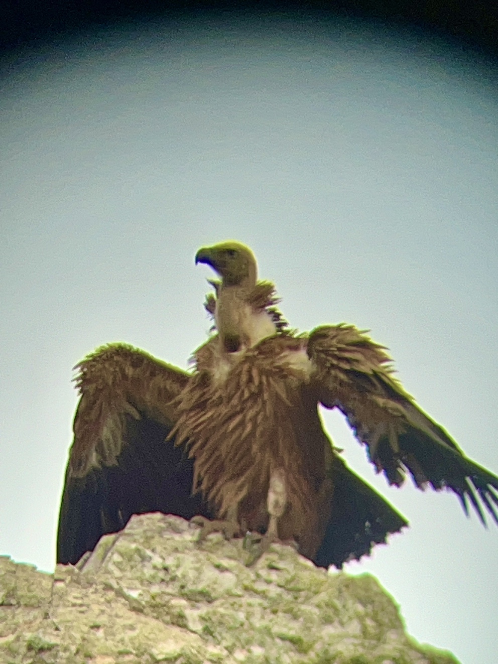 Geiern im Nationalpark Monfragüe