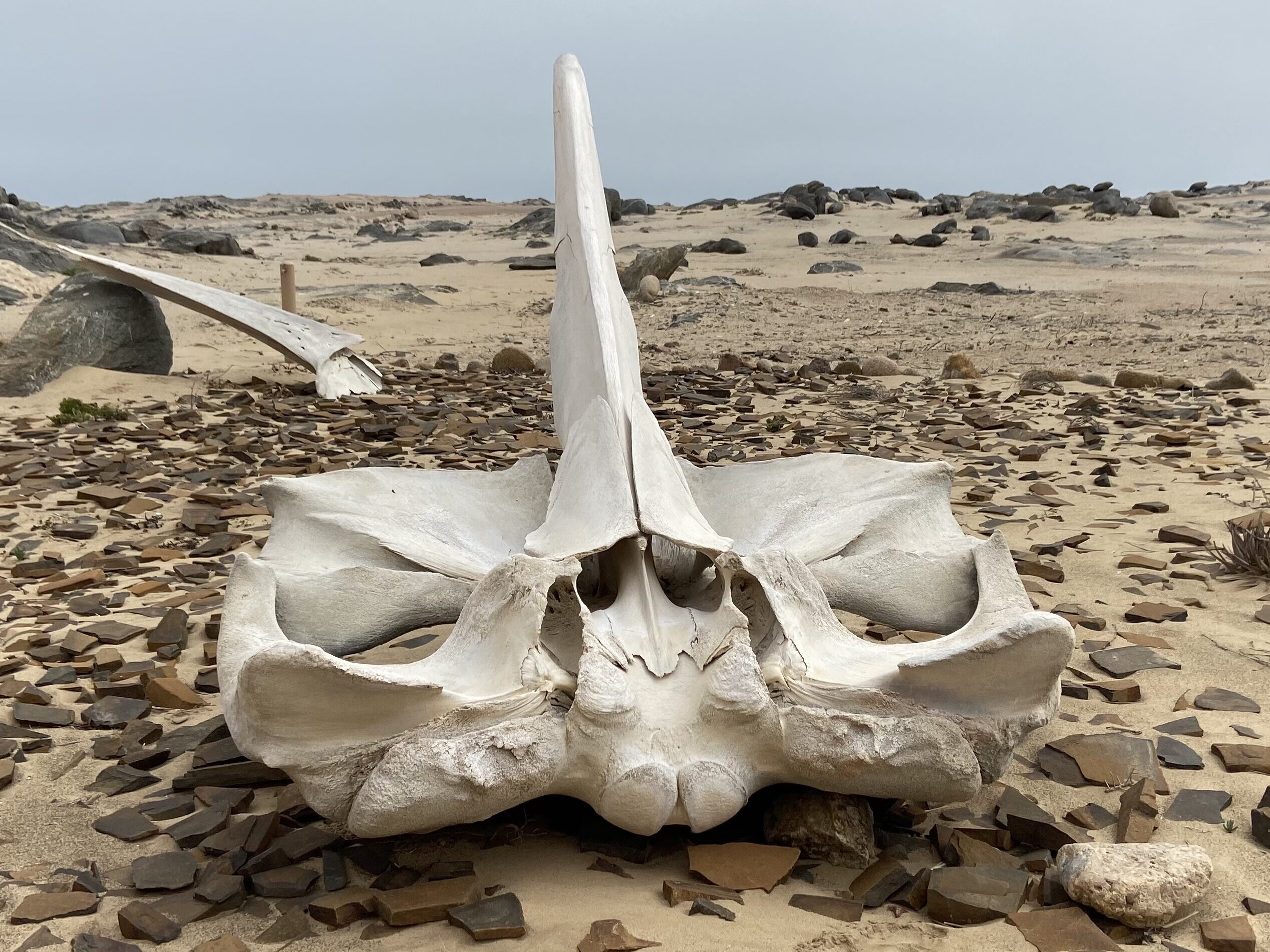 Skeleton Coast Namibia