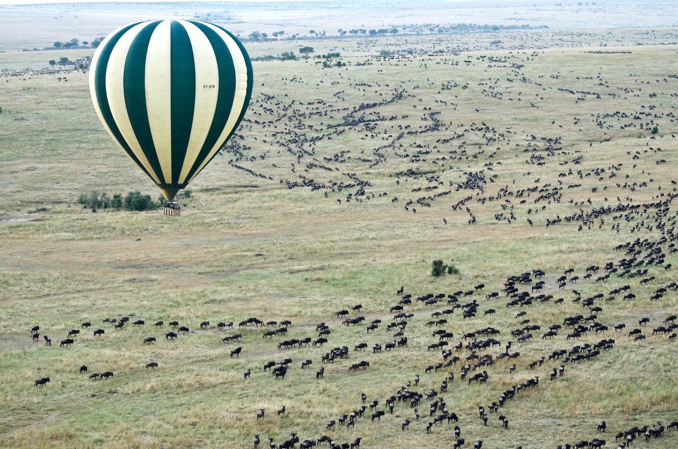 riesige Herden von Gnus und Zebras sowie Raubtiere wie Löwen und Geparden aus der Luft