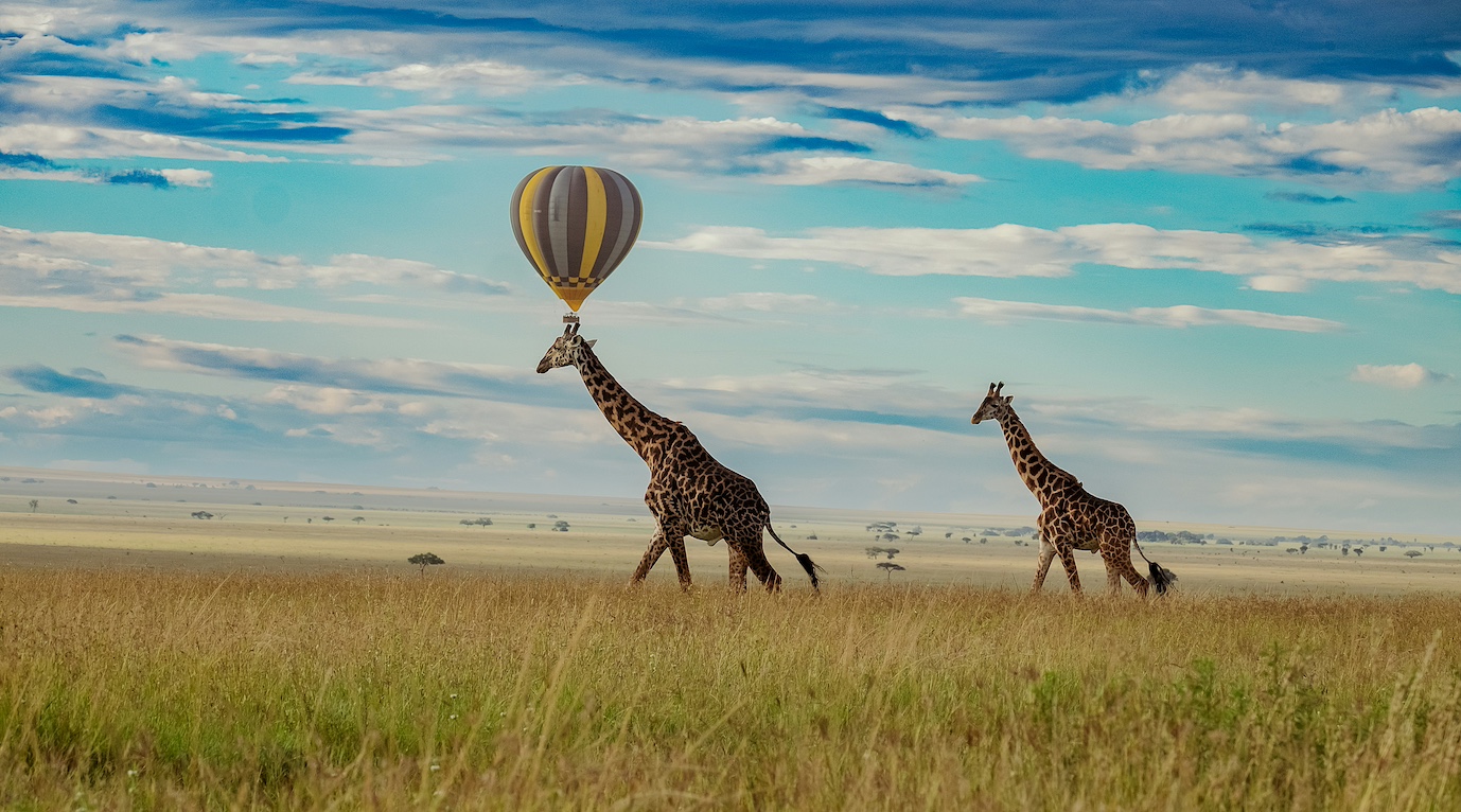 Giraffen mit einem Heißluftballon in Tansania