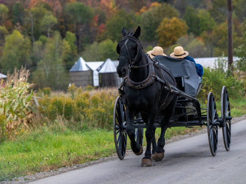 Ein Pferd zieht eine Kutsche mit zwei Fahrgästen auf einer Landstraße im Westen von New York State.