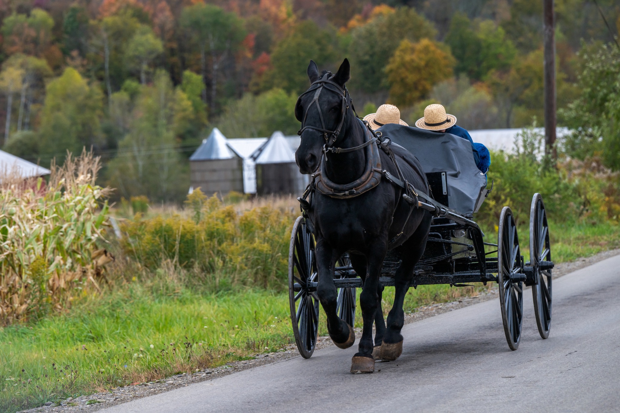 Ein Pferd zieht eine Kutsche mit zwei Fahrgästen auf einer Landstraße im Westen von New York State.