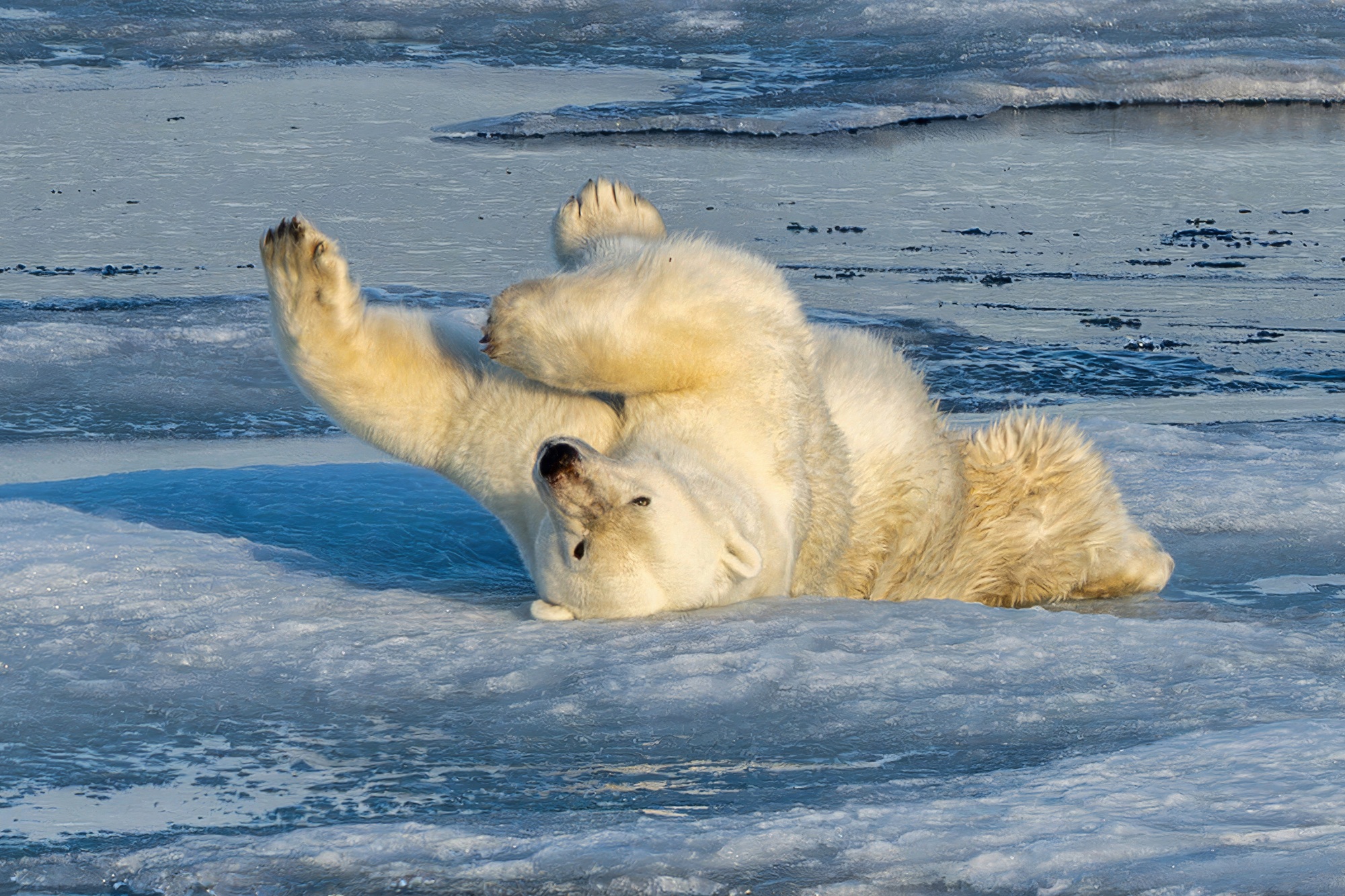 Ein Eisbär liegt und rollt auf einer Eisfläche.