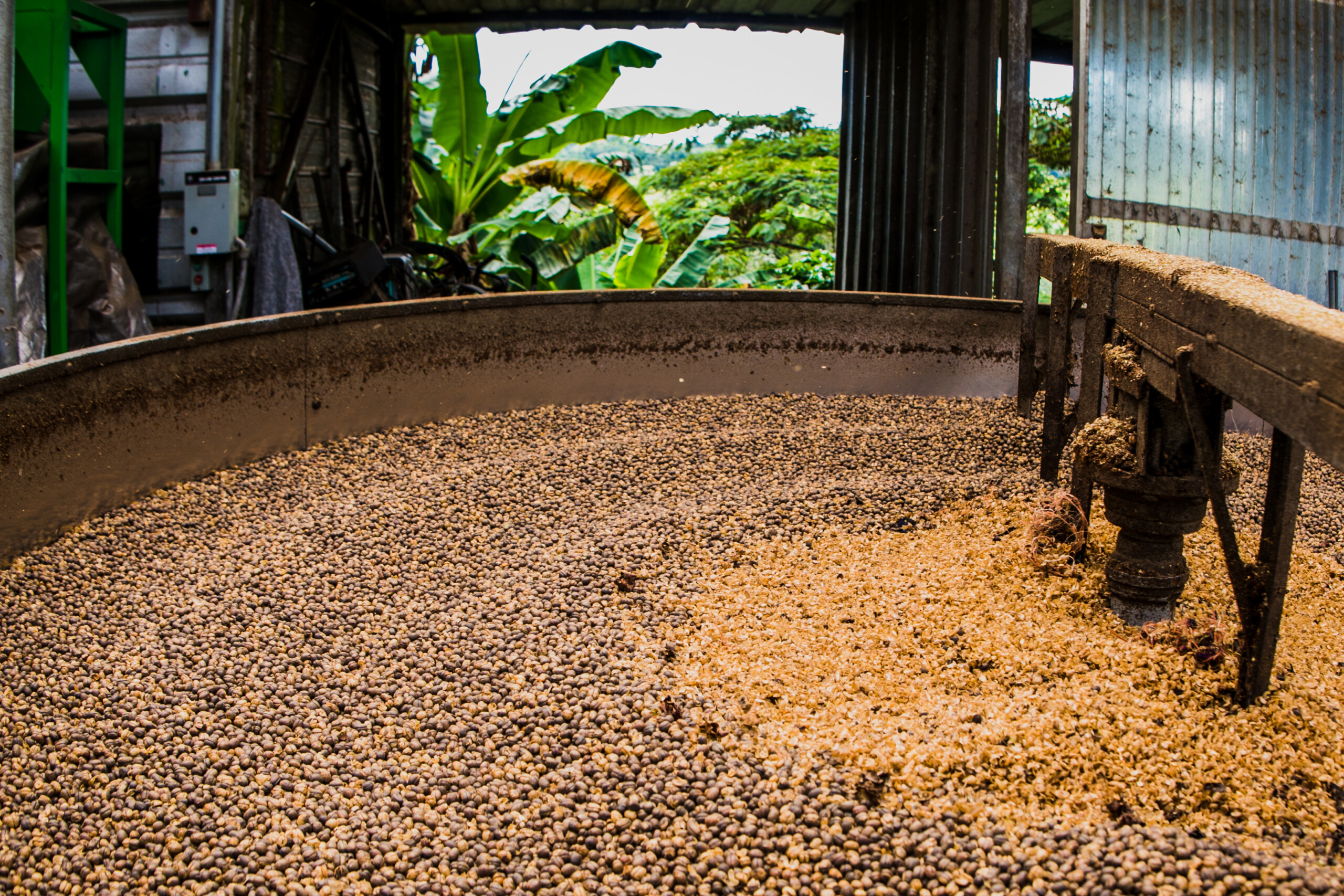 Kaffeebohnen beim Trocknen auf einer Farm in Puerto Rico