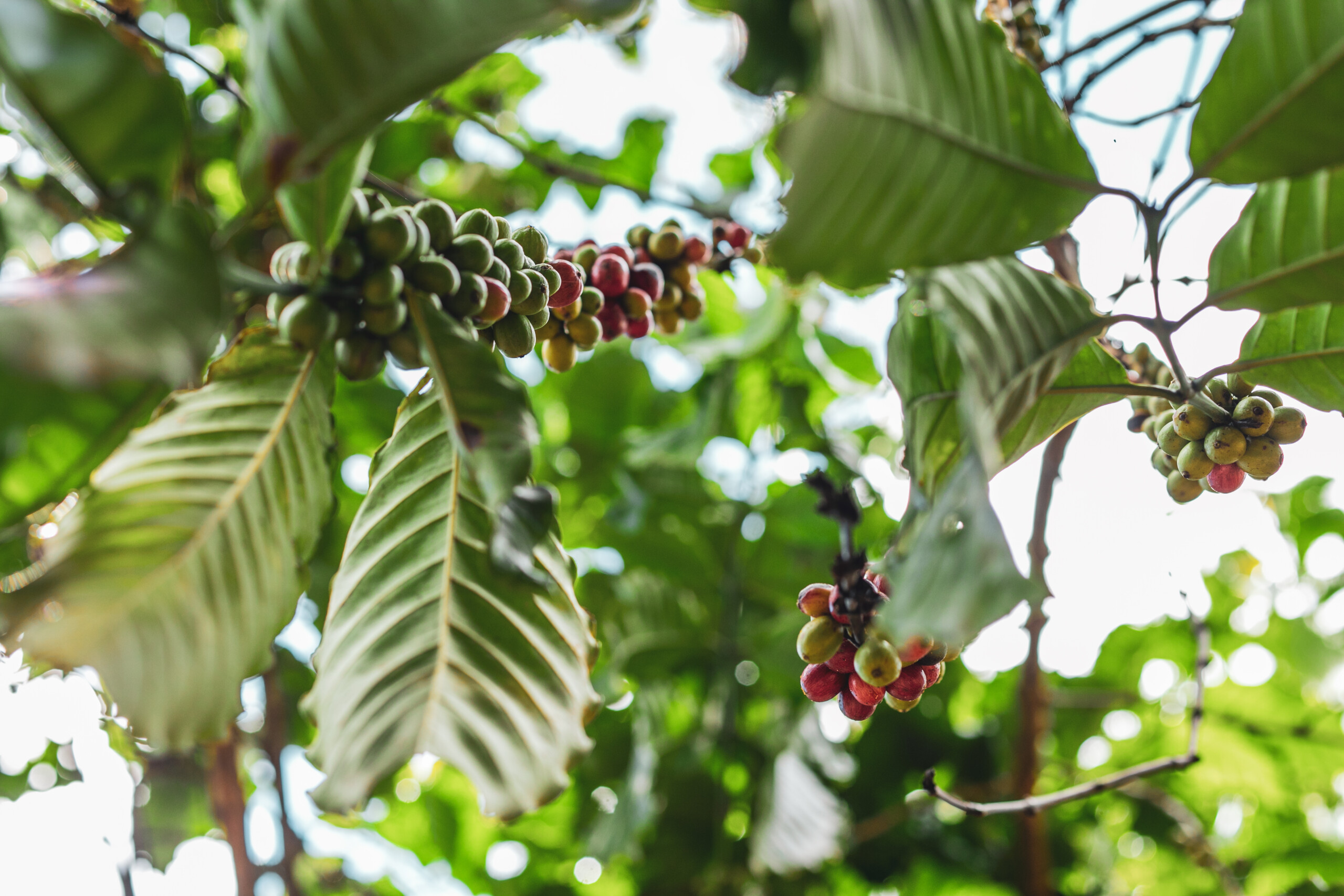 Kaffeekirschen an einer Pflanze in Puerto Rico