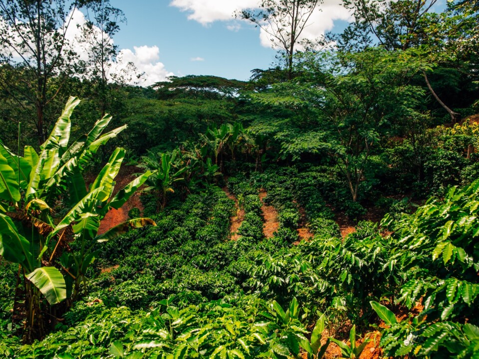 Kaffeepflanzen in den Bergen von Puerto Rico