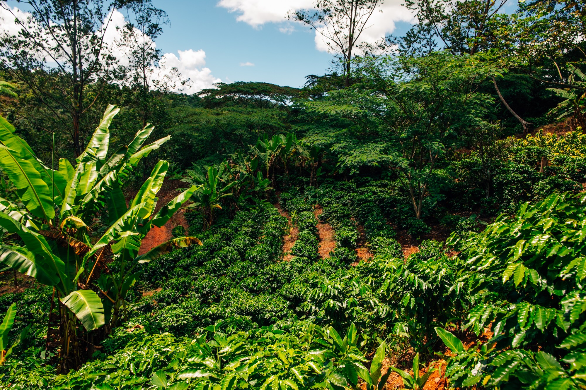 Kaffeepflanzen in den Bergen von Puerto Rico