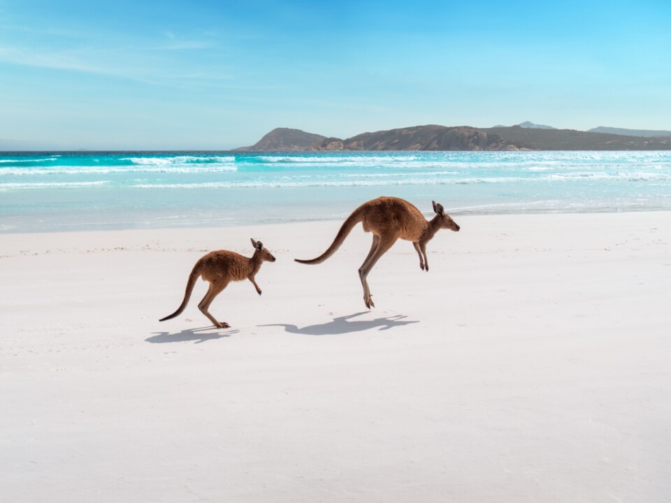 Zwei Kängurus am weißen Sandstrand der Lucky Bay vor türkisblauem Meer.