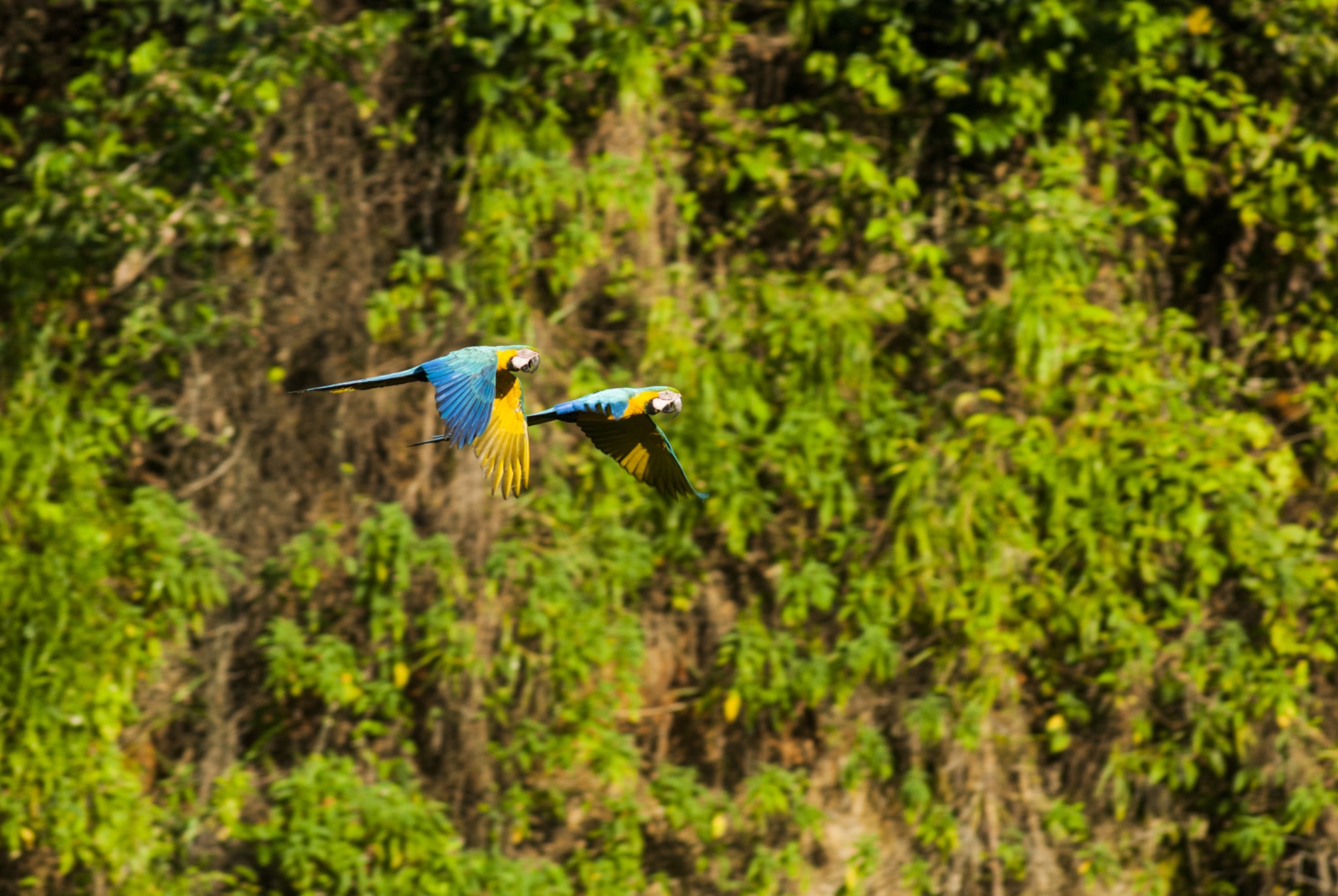 Zwei blau-gelbe Aras fliegen vor dem Grün des peruanischen Regenwalds.