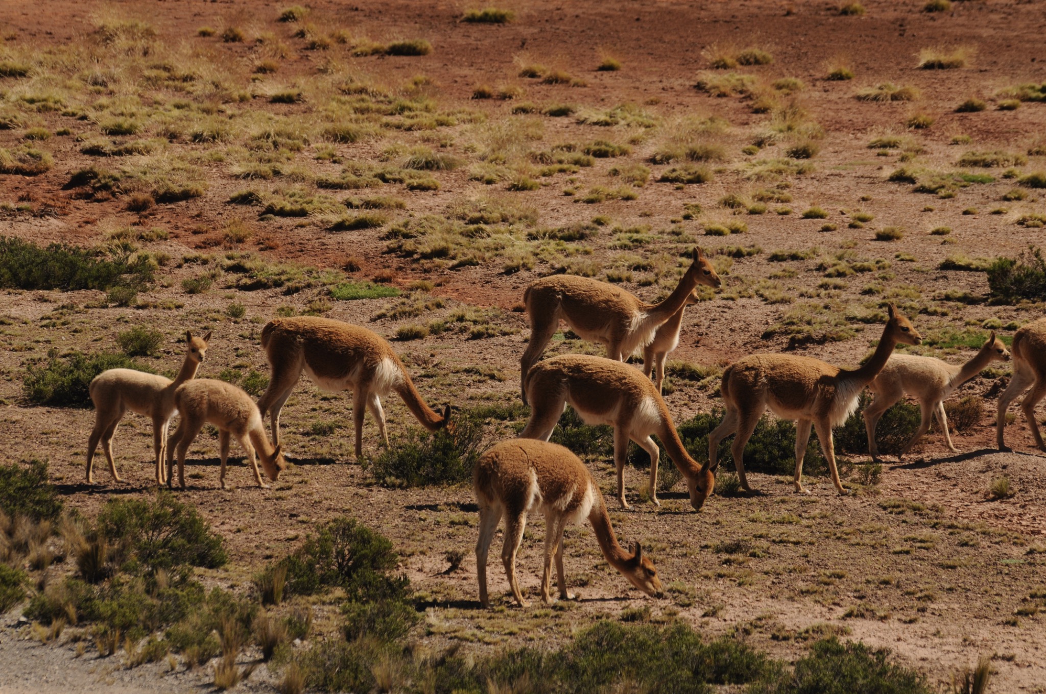 Eine Gruppe Vicuñas weidet auf einer kargen Hochlandfläche in Peru.