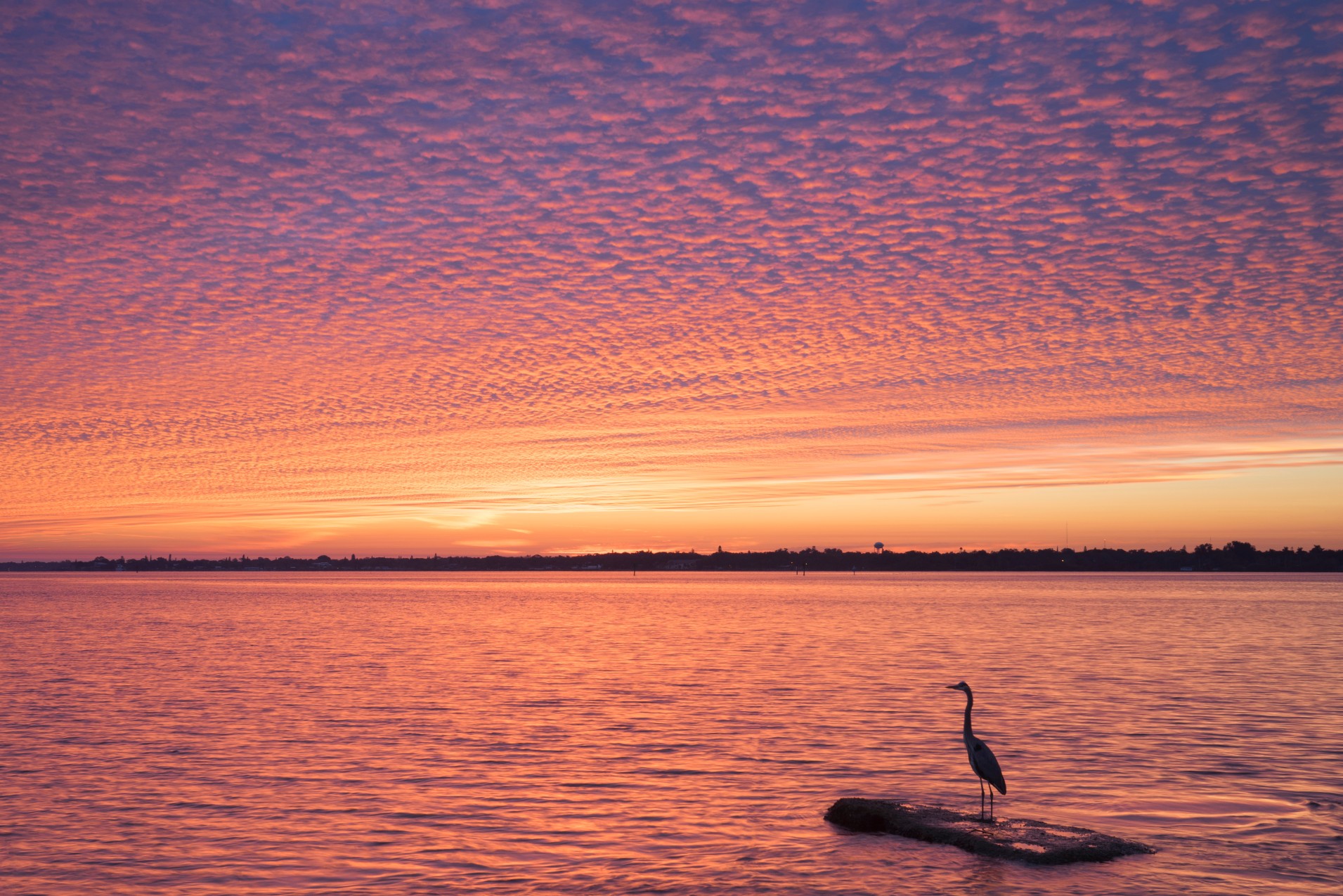 Ein Vogel im flachen Wasser vor einem rosa und orangefarbenen Sonnenuntergang