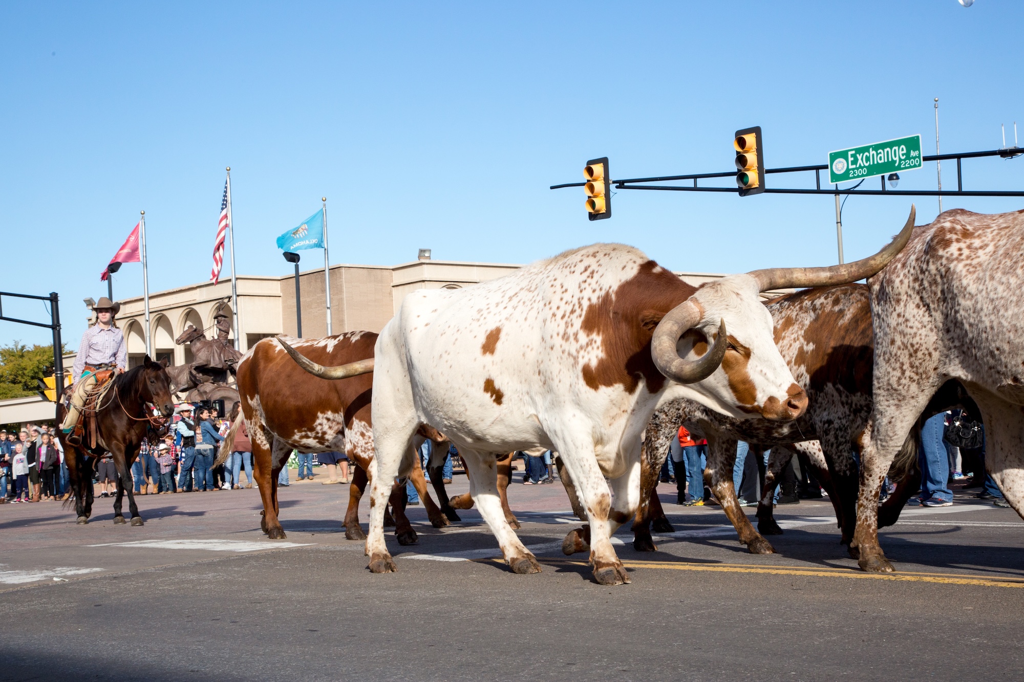 Longhorn-Rinder auf einer Straße in Stockyards City in Oklahoma City
